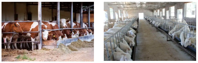 福赛生物：养殖场除臭治理方案及合作案例